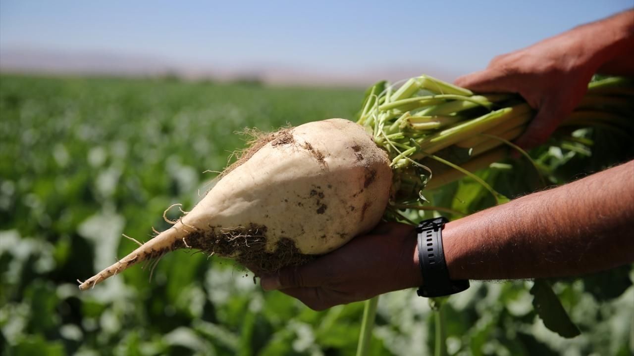 Pancar Bedelleri Hesap