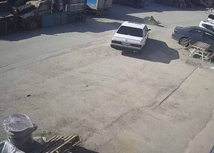 Sanayi Sitesinde Köpeği Ezen Sürücü Kameraya Yansıdı1