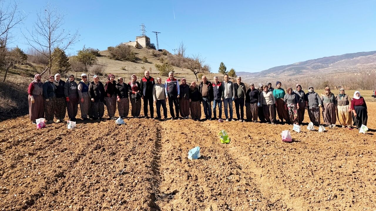 Sarımsak Dikim Taşköprü (2)