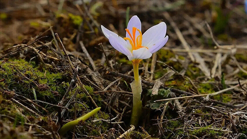 Son Cemre Toprağa Düştü Baharın Habercisi Tamamlandı