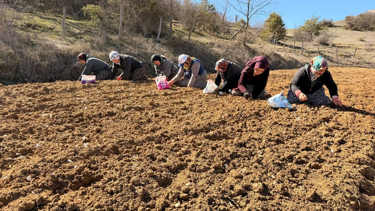 Taşköprü Sarımsak Dikim Incelemesi (1)
