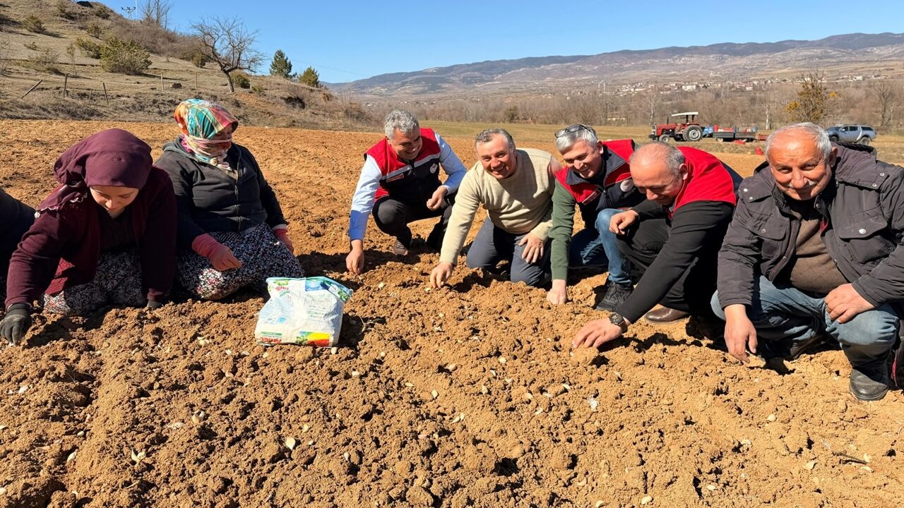 Taşköprü Sarımsak Dikim Incelemesi (2)