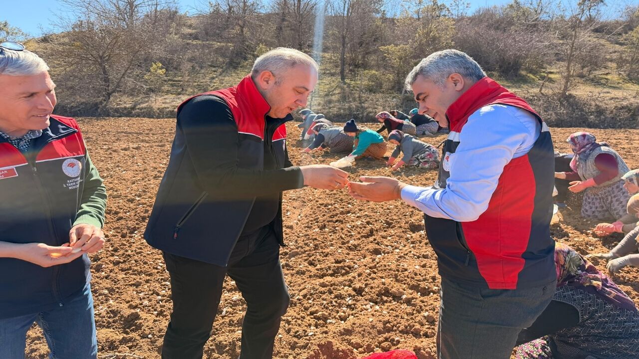 Taşköprü Sarımsak Dikim Incelemesi (4)