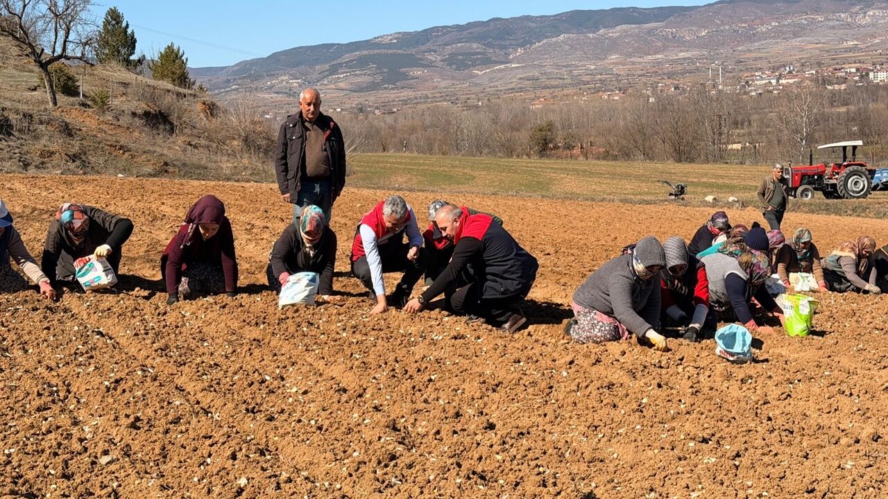 Taşköprü Sarımsak Dikim Incelemesi (5)