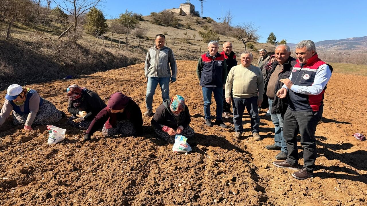 Taşköprü Sarımsak Dikim Incelemesi (7)