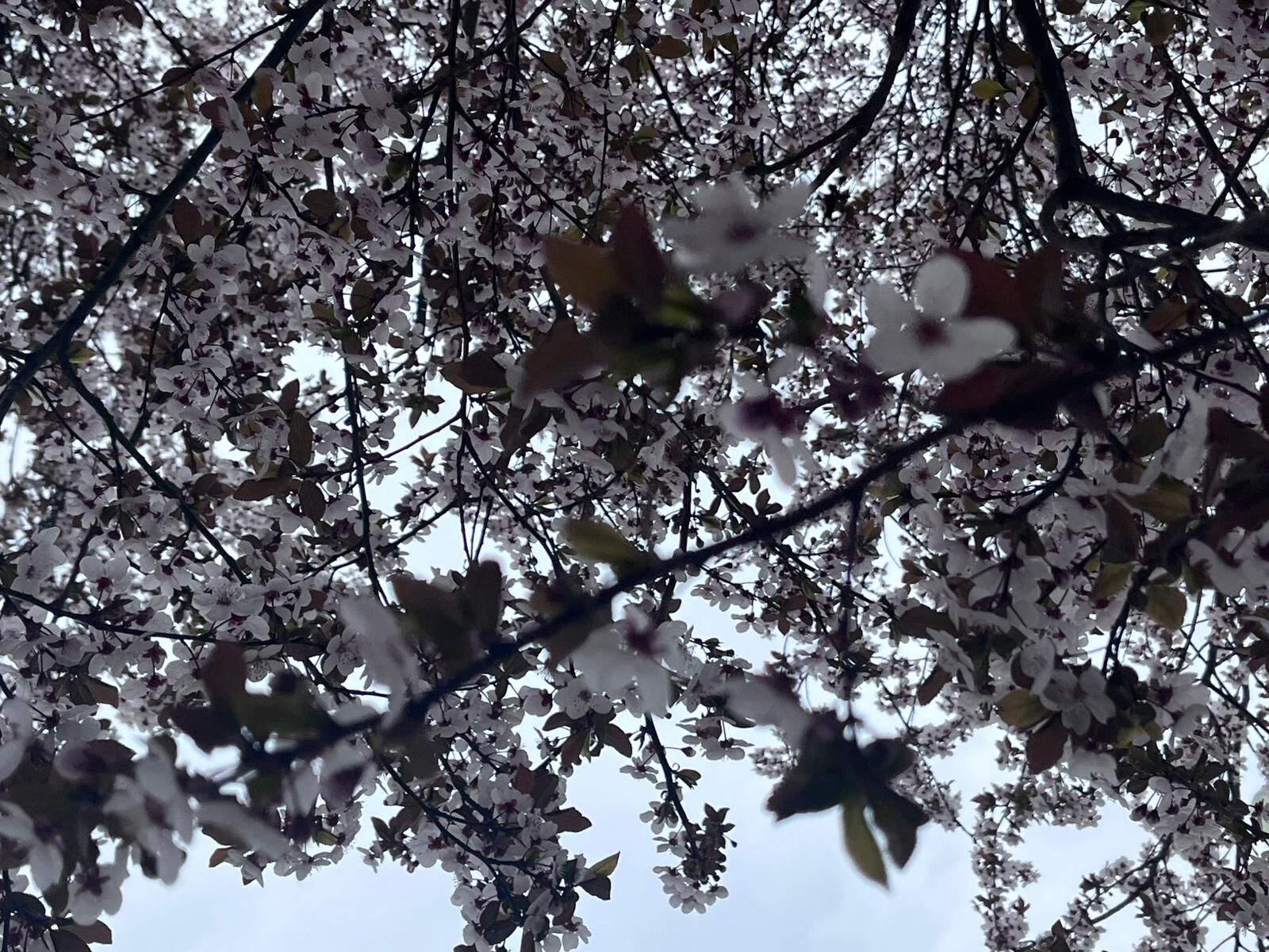 Taşköprü’de Baharın Habercisi Sakura Çiçekleri Açtı1