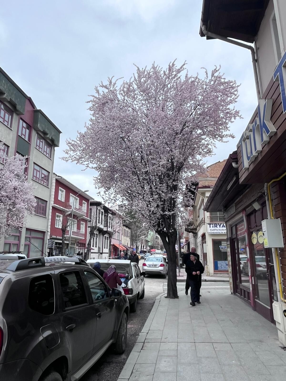 Taşköprü’de Baharın Habercisi Sakura Çiçekleri Açtı2