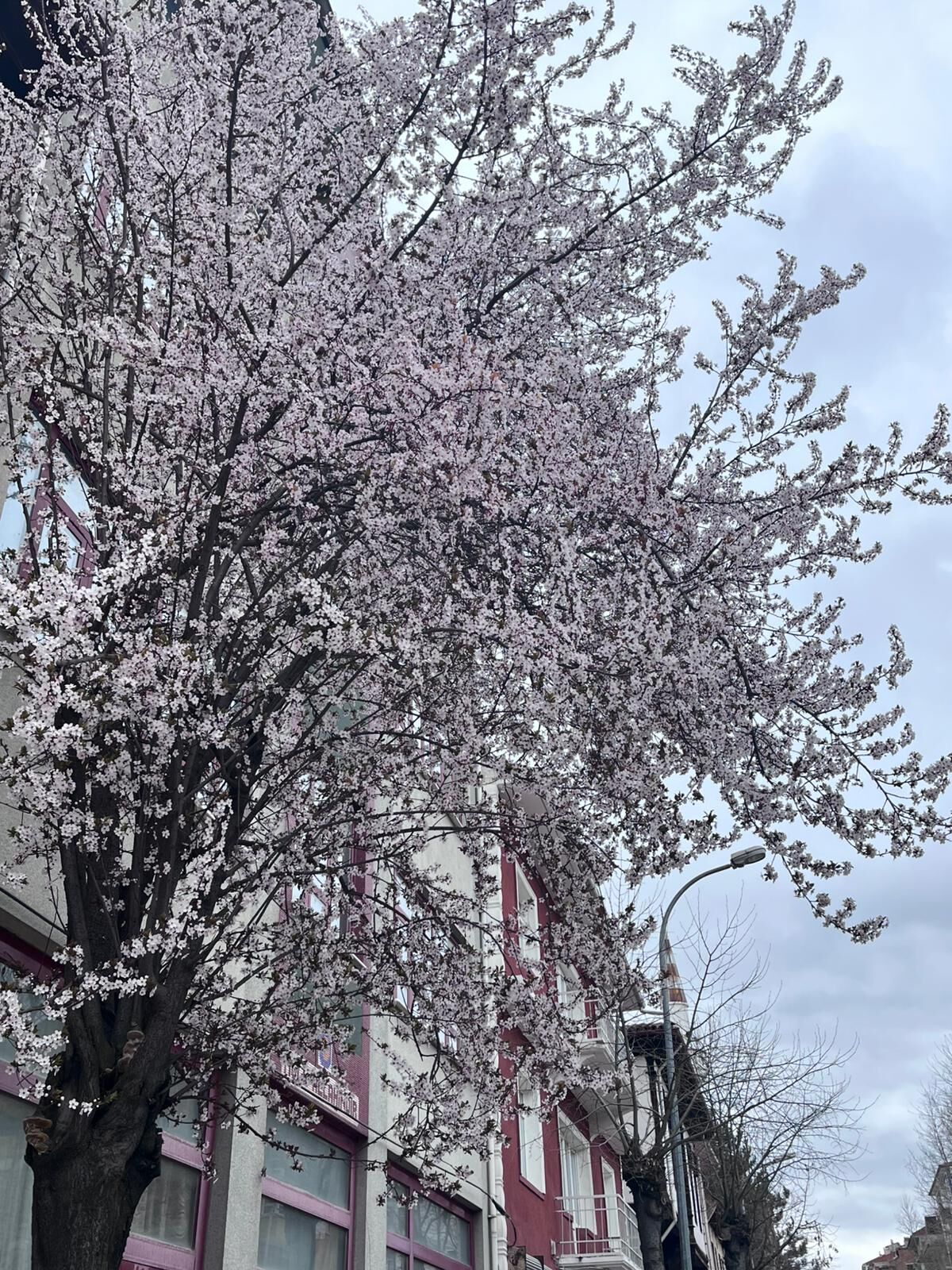 Taşköprü’de Baharın Habercisi Sakura Çiçekleri Açtı3