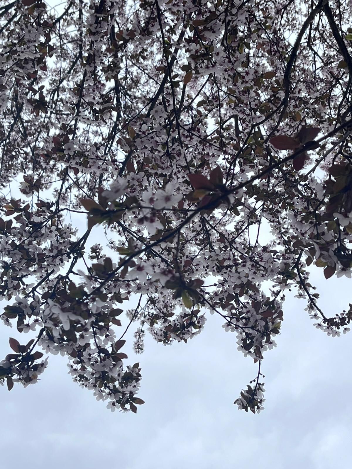 Taşköprü’de Baharın Habercisi Sakura Çiçekleri Açtı4