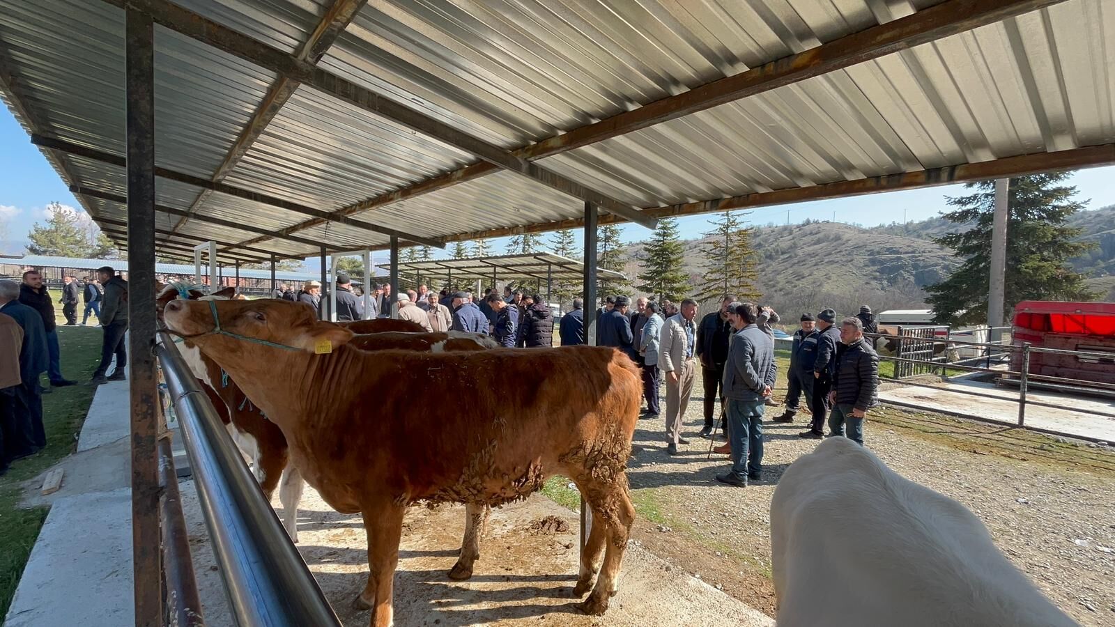 Taşköprü’de Kurbanlık Pazarı Hareketlendi, Pazarlıklar Başladı2