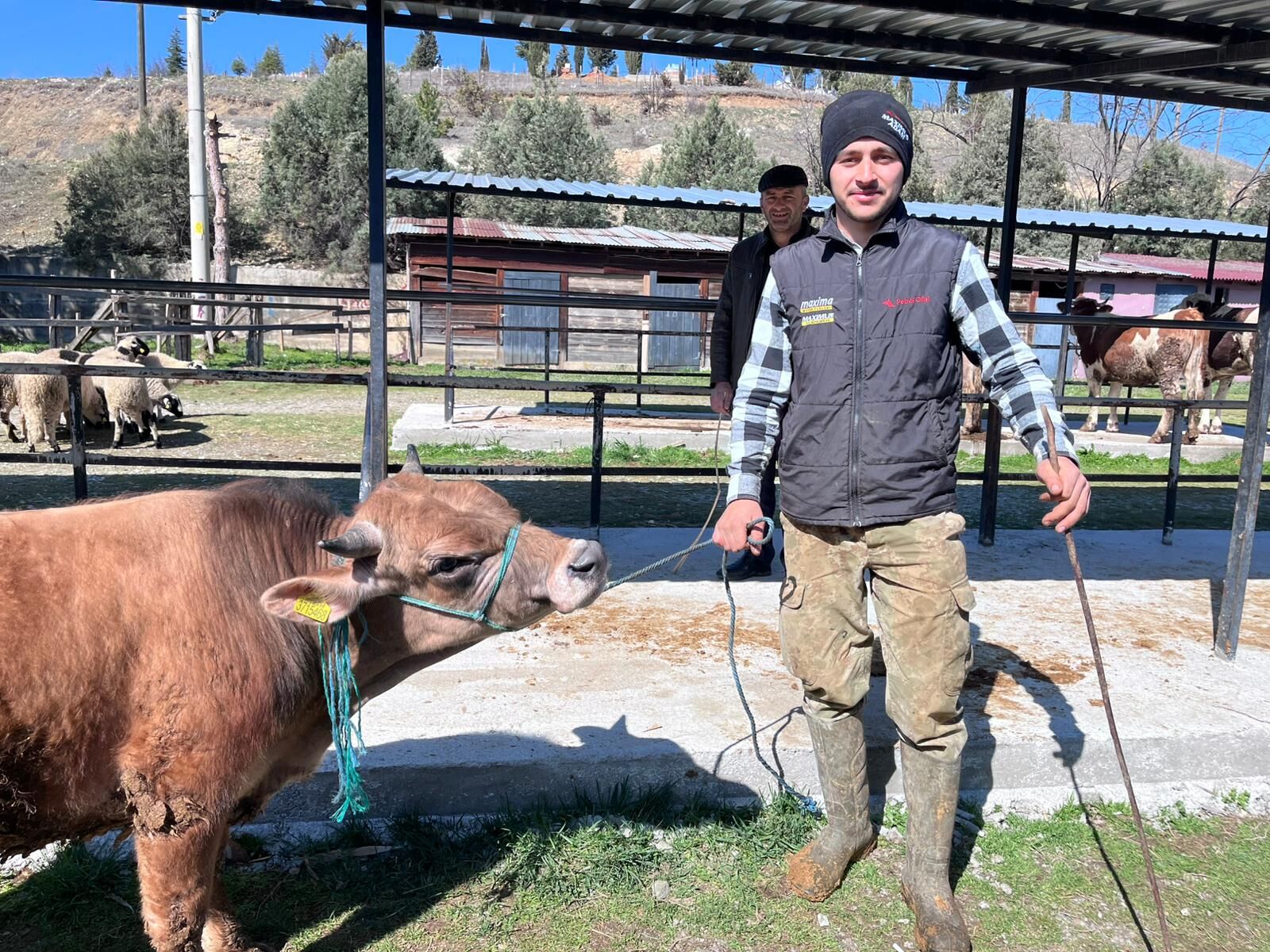 Taşköprü’de Kurbanlık Pazarı Hareketlendi, Pazarlıklar Başladı3