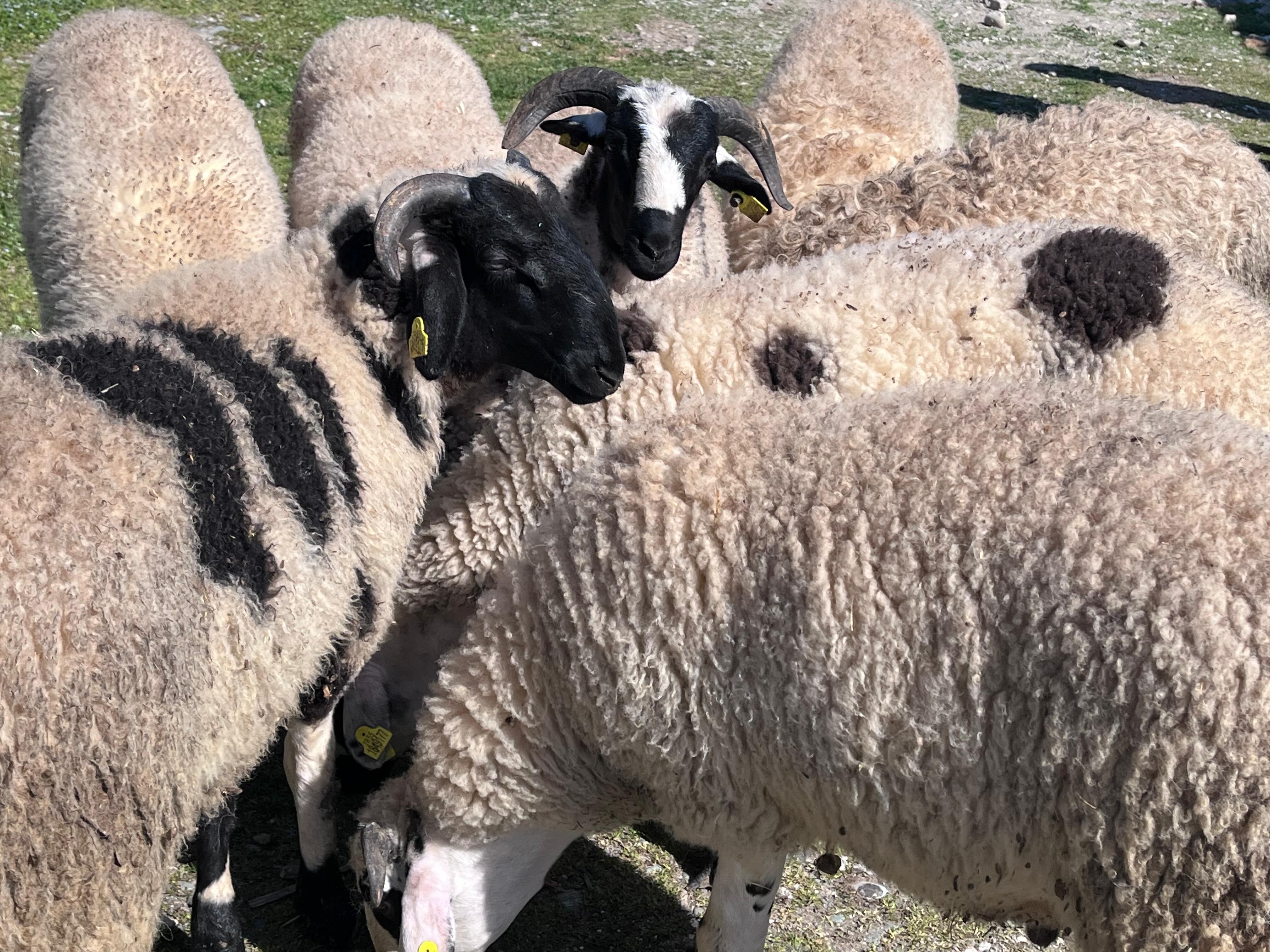 Taşköprü’de Kurbanlık Pazarı Hareketlendi, Pazarlıklar Başladı5