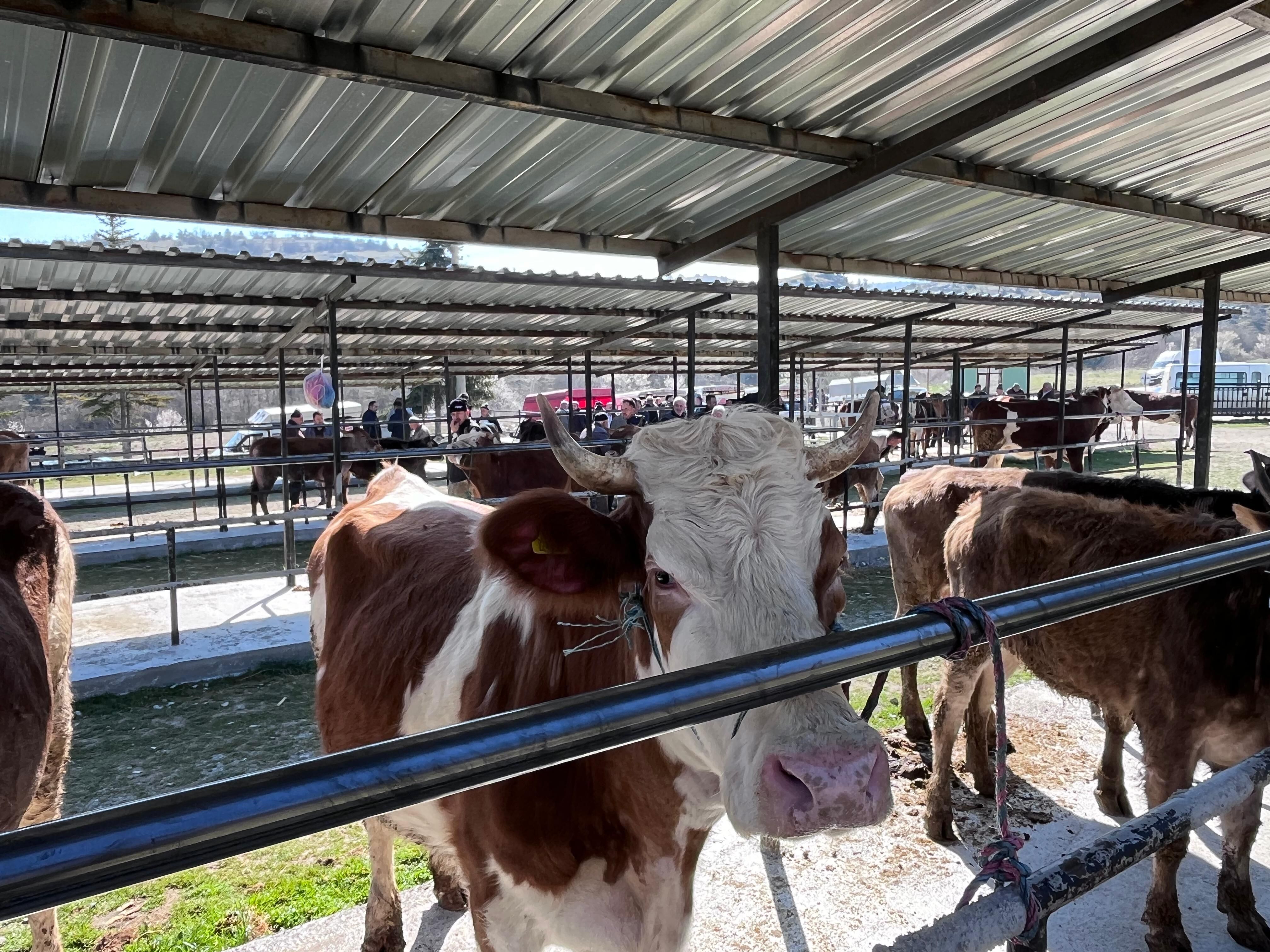 Taşköprü’de Kurbanlık Pazarı Hareketlendi, Pazarlıklar Başladı6