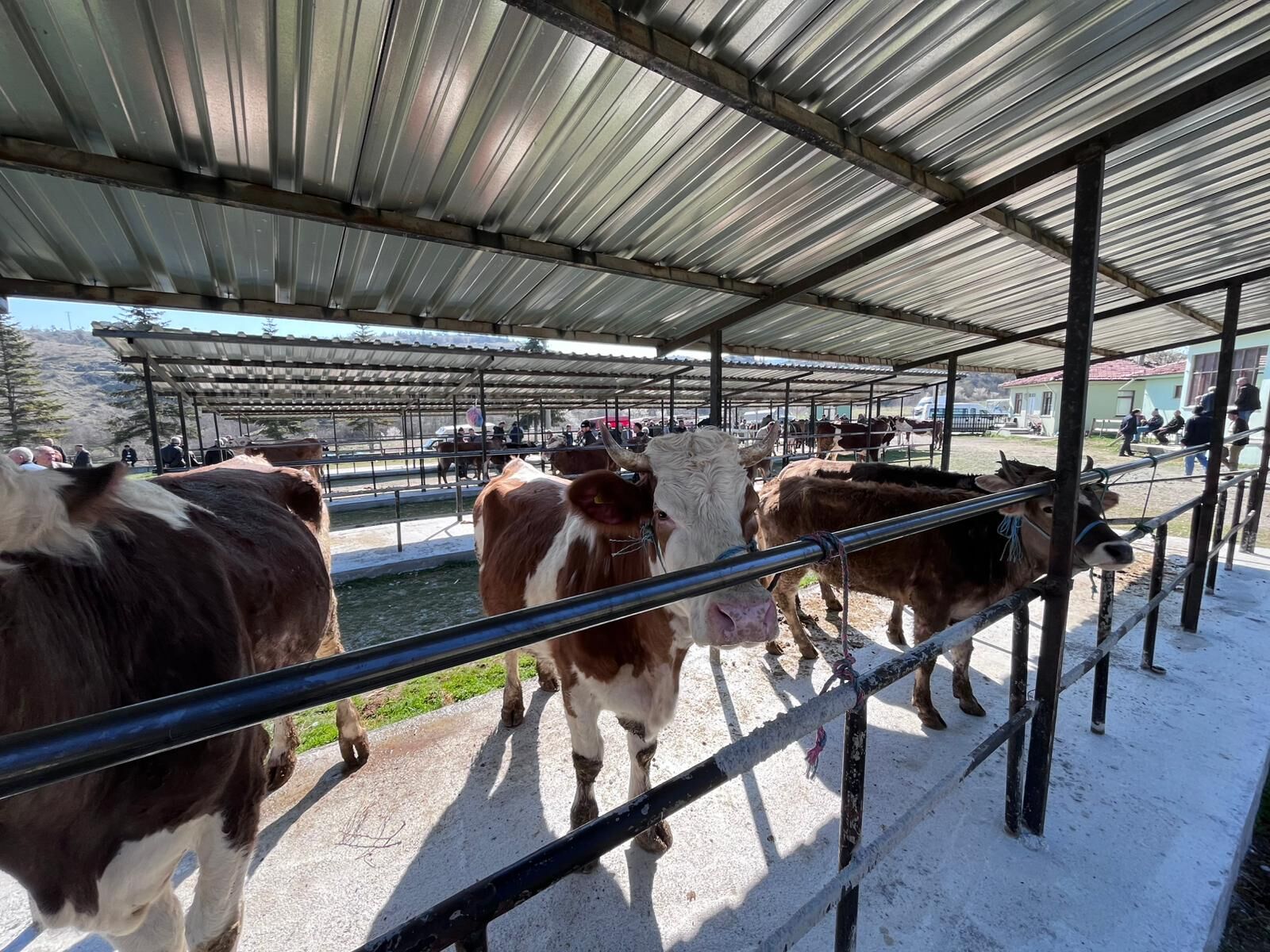 Taşköprü’de Kurbanlık Pazarı Hareketlendi, Pazarlıklar Başladı7