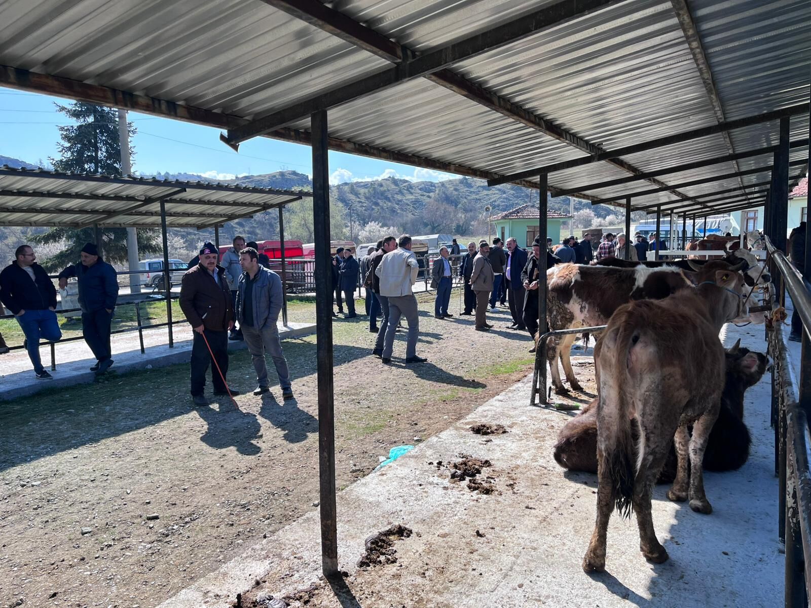 Taşköprü’de Kurbanlık Pazarı Hareketlendi, Pazarlıklar Başladı8