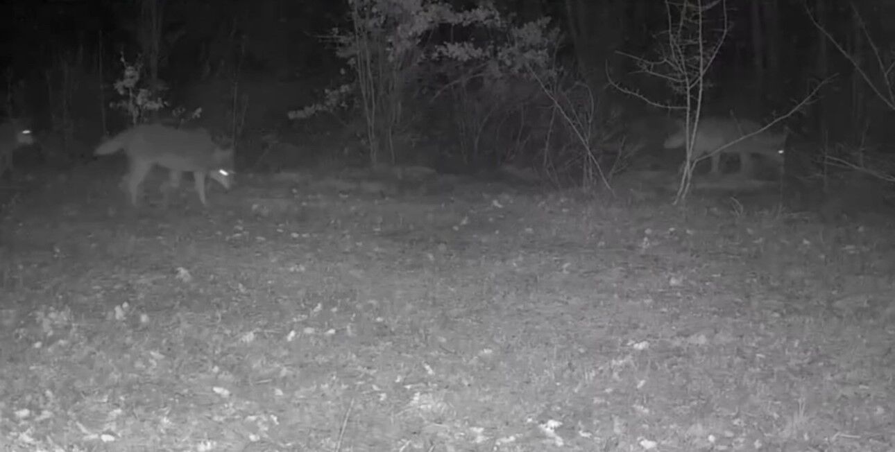 Yaban Hayvanları Fotokapanla Görüntülendi