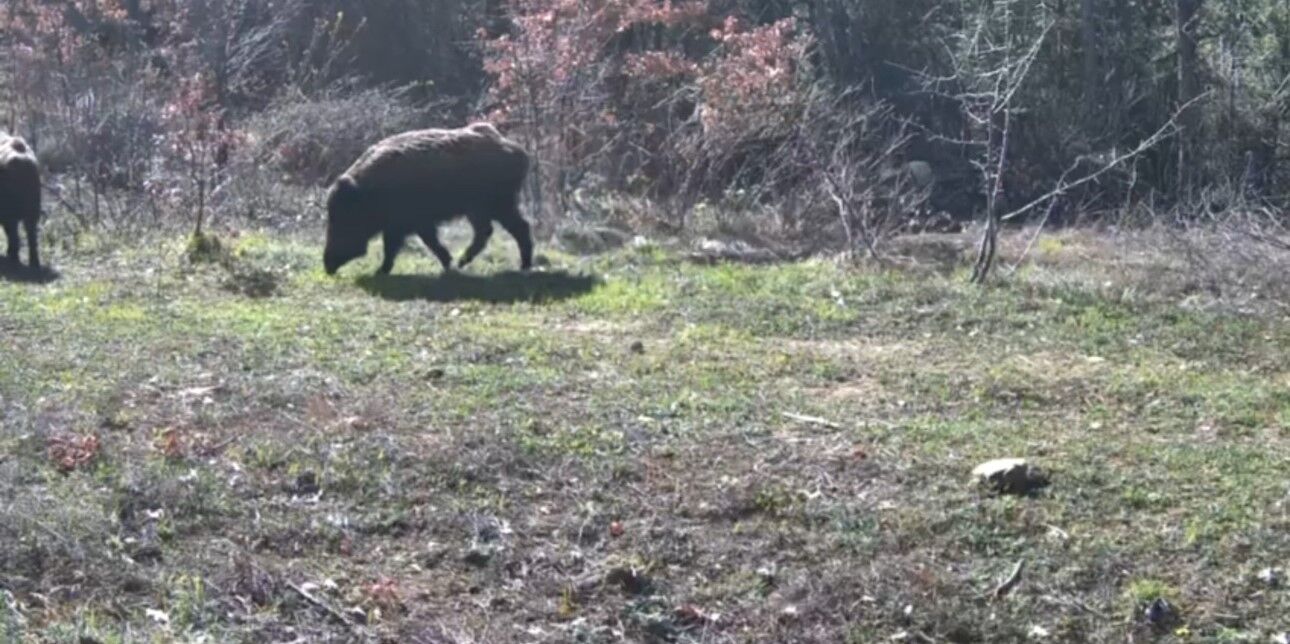 Yaban Hayvanları Fotokapanla Görüntülendi3