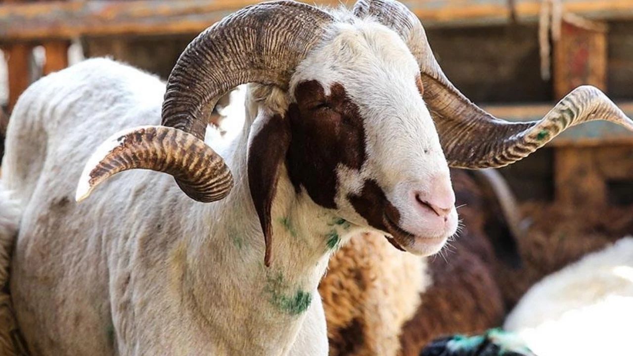 2026 Kurbanlık Fiyatları Bu Yıl Kurbanlıklar Kaç Liradan Başlıyor (1)