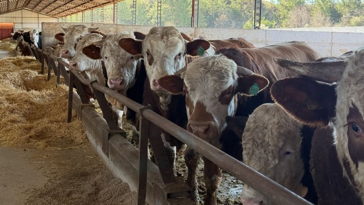 Besi Yetiştiricisi Ziyaret (1)