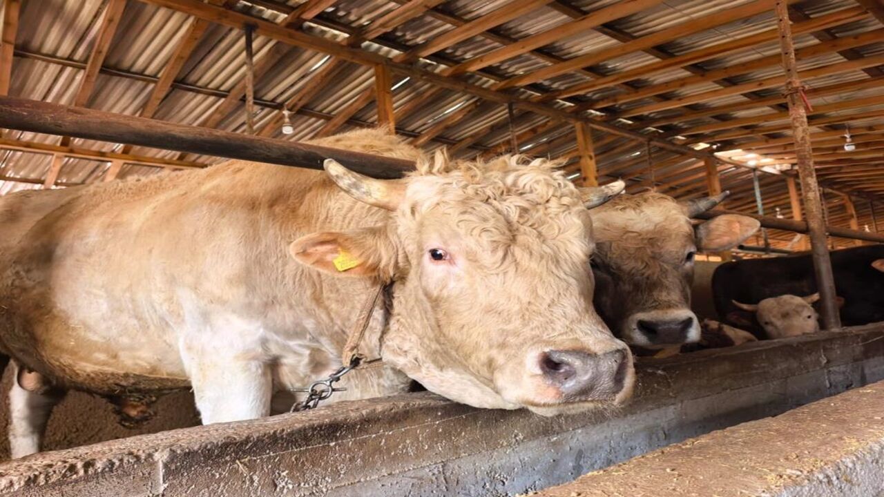 Bir Araba Parasına Kurbanlık (2)