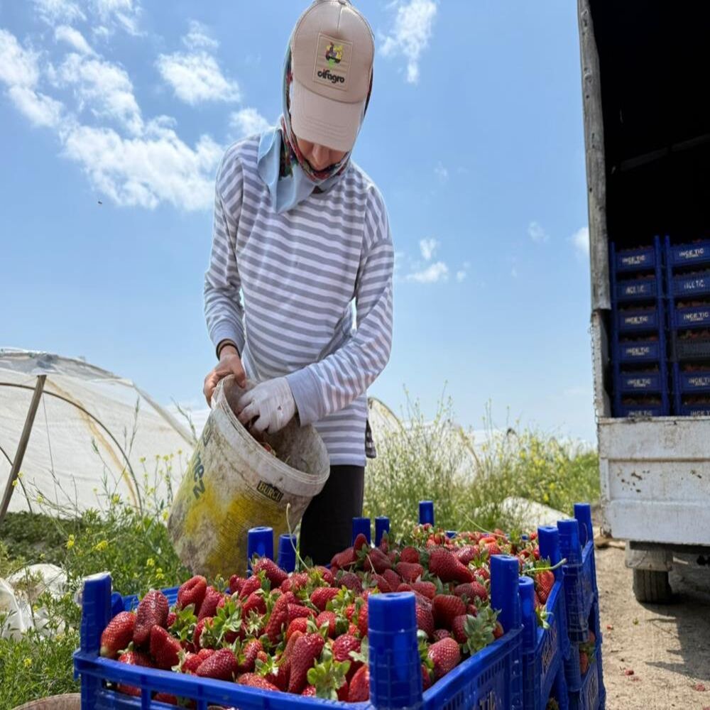 Çilek Market Fiyatı (2)