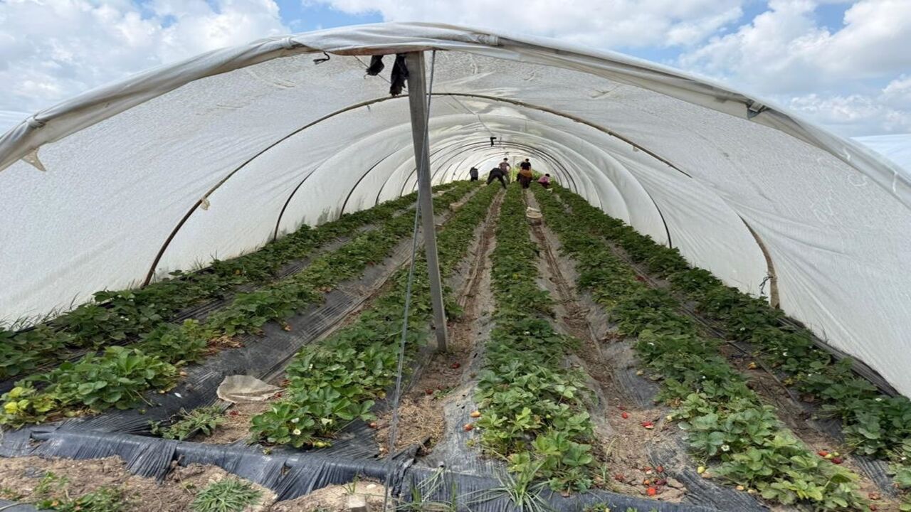 Çilek Market Fiyatı (3)