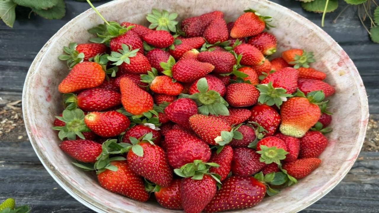 Çilek Market Fiyatı (4)