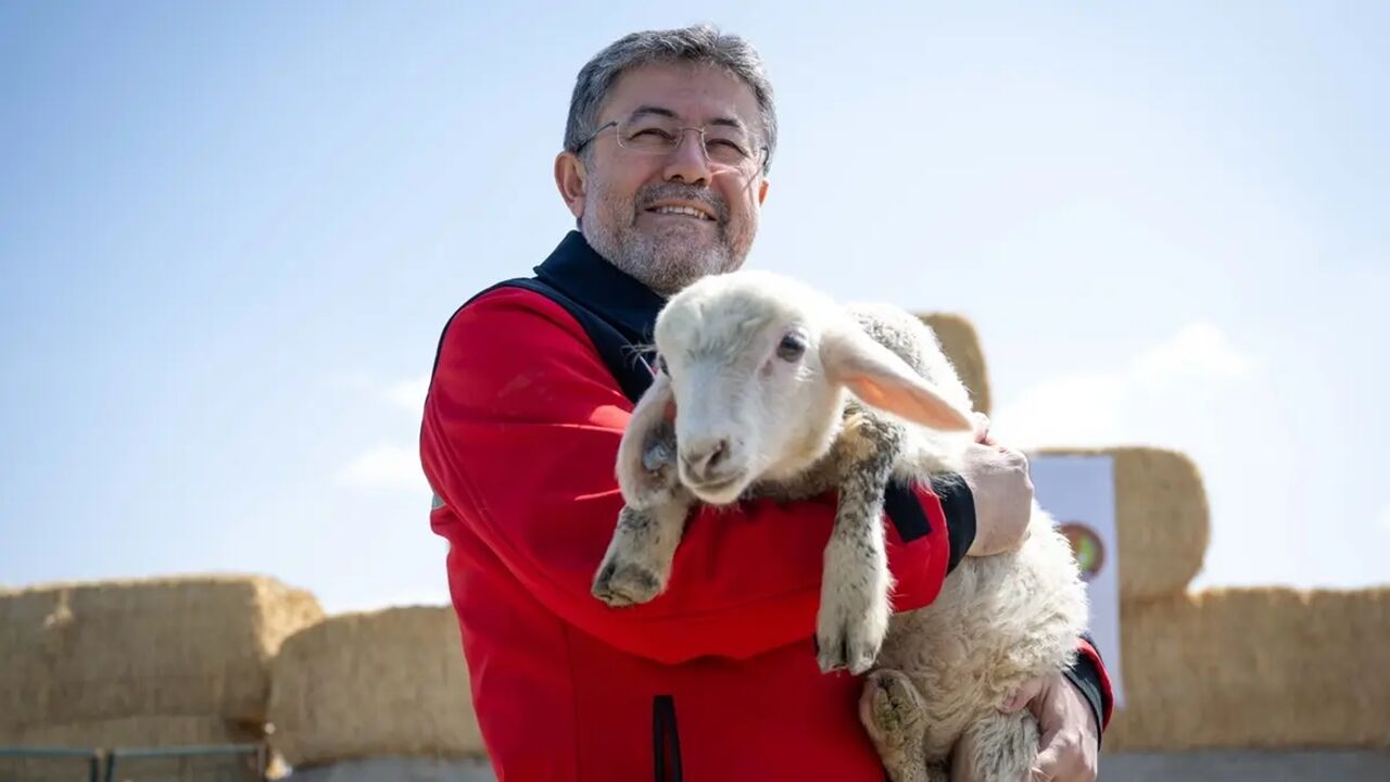 Ibrahim Yumaklı Koyun Hayvan