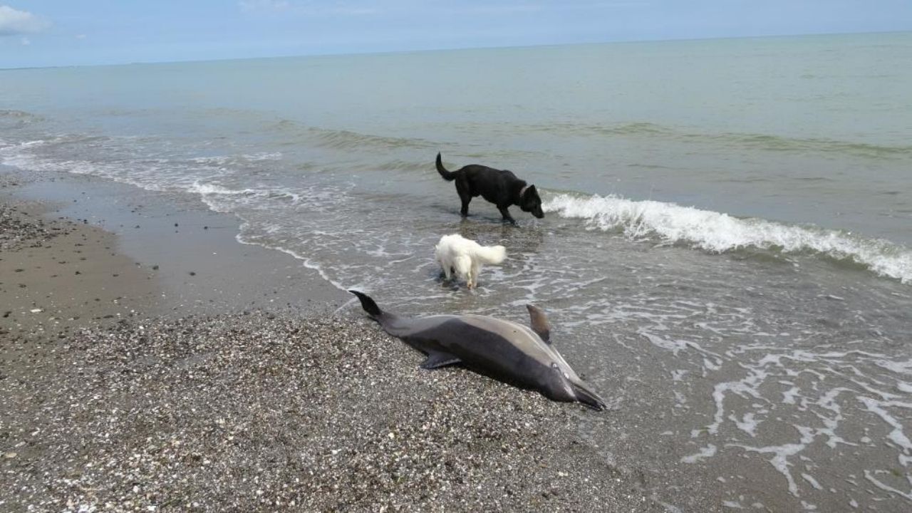 Karadeniz Sahilinde Endişelendiren Manzara Ölü Yunuslar Kıyıya Vuruyor (1)