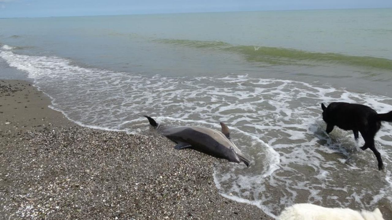 Karadeniz Sahilinde Endişelendiren Manzara Ölü Yunuslar Kıyıya Vuruyor (3)