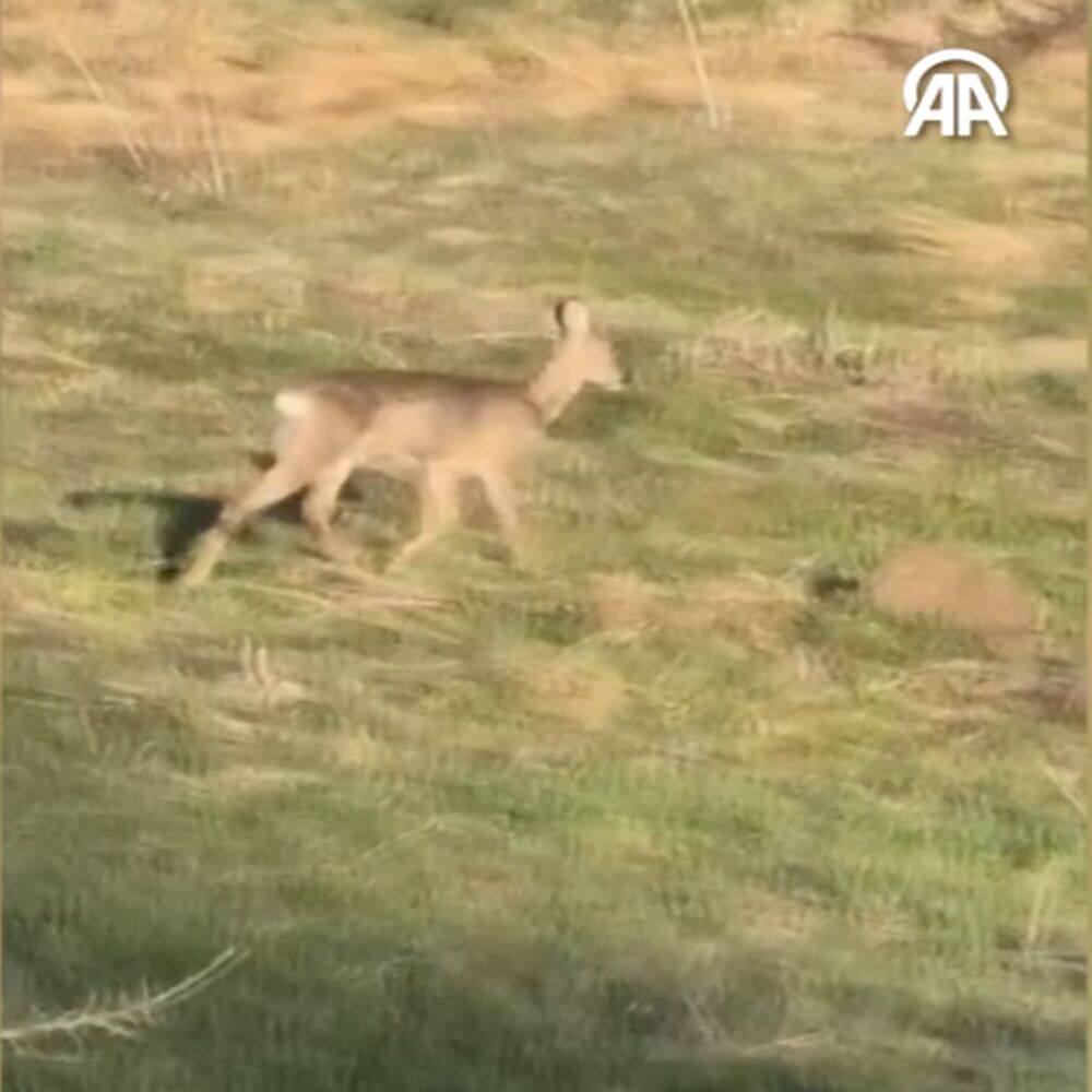 Kastamonu Ayı Geyik (1)