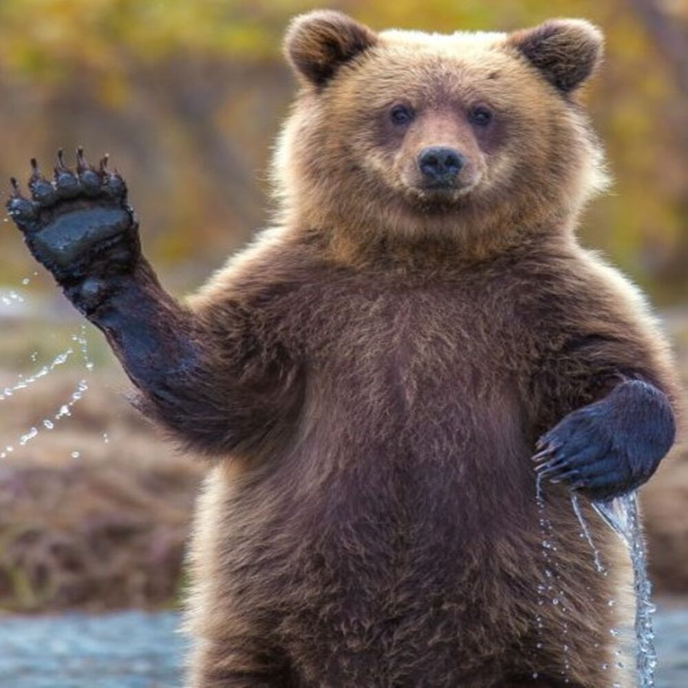 Kastamonu Ayı Gezinti 9