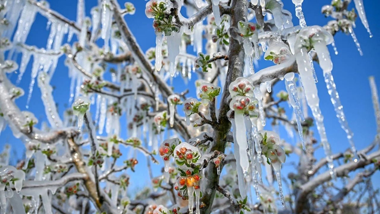 Kastamonu Dahil 7 Il Için Kritik Alarm Zirai Don Geliyor (2)