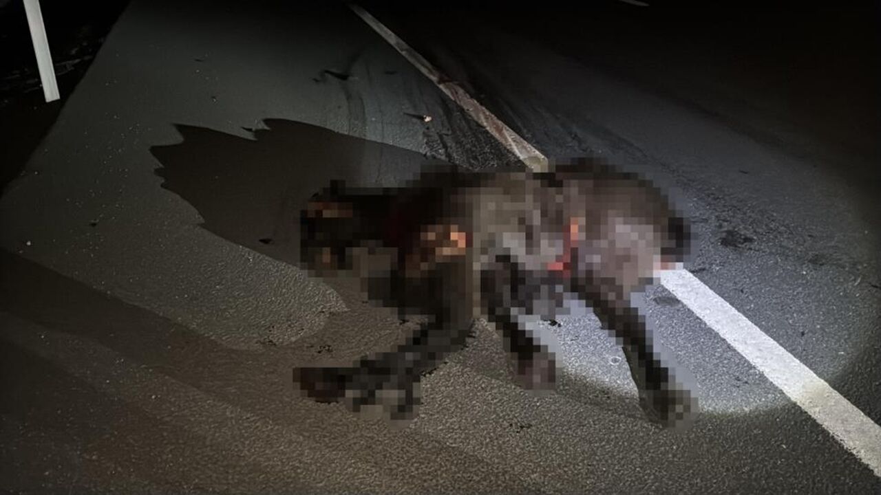 Kastamonu Karabük Feci Kaza Ata Çarptı (2)