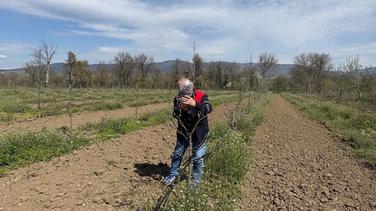Kastamonu Kokarca Böceği Tuzağı (2)