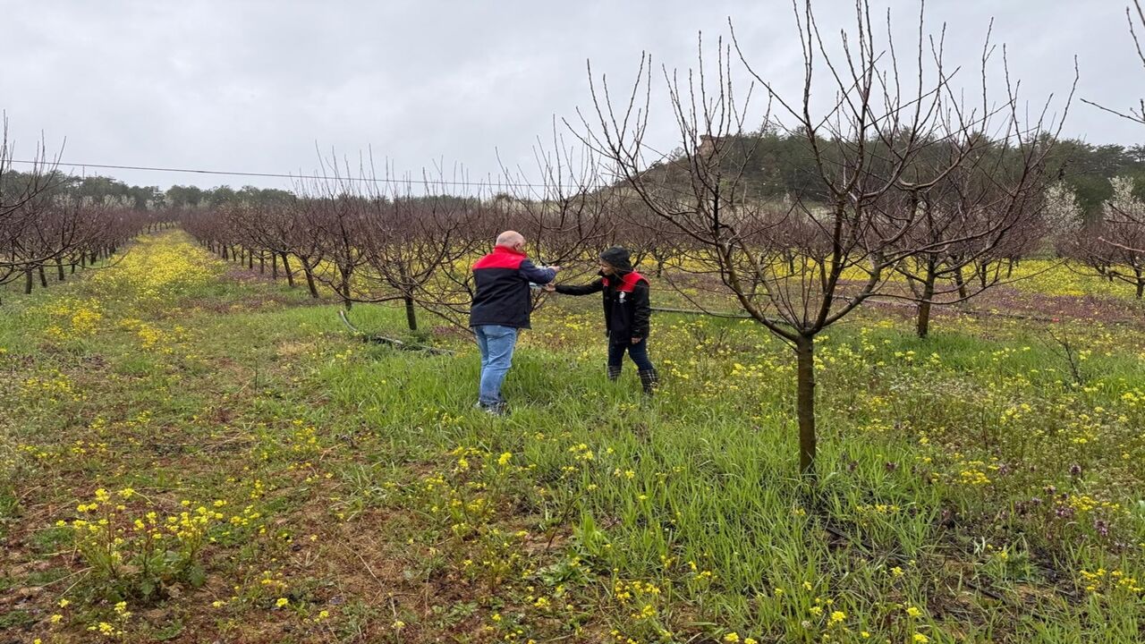 Kastamonu Kokarca Böceği Tuzağı (3)