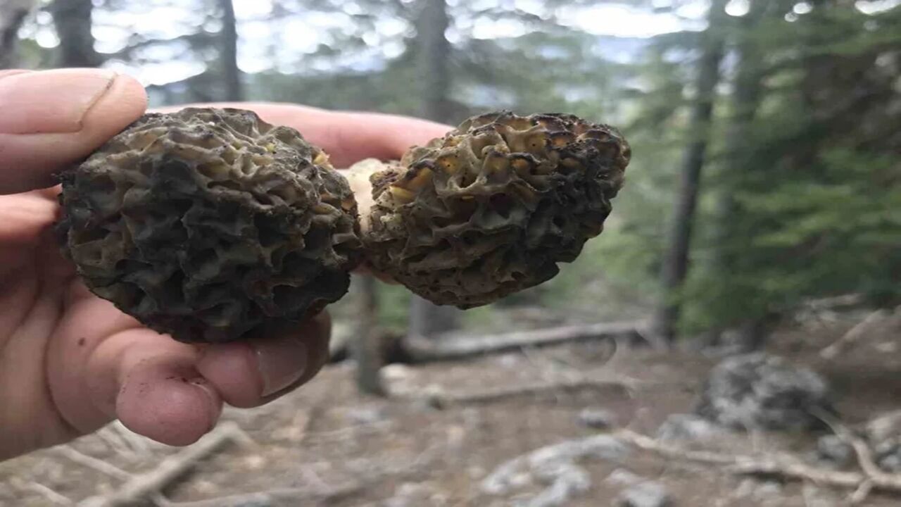 Kastamonu Kuzu Göbeği Mantar (1)