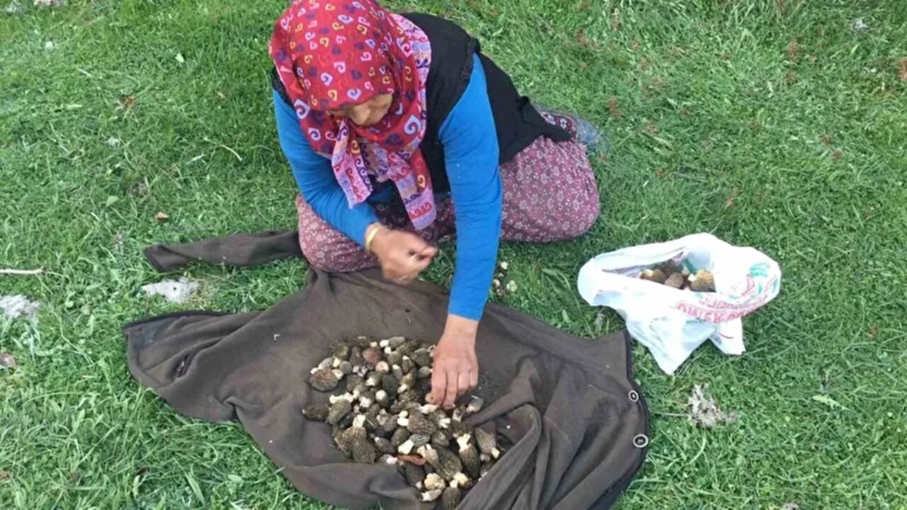 Kastamonu Kuzu Göbeği Mantar (3)