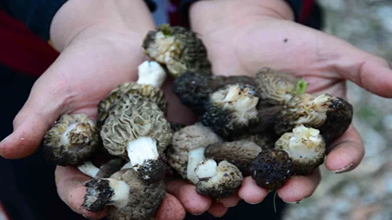 Kastamonu Kuzu Göbeği Mantar (4)