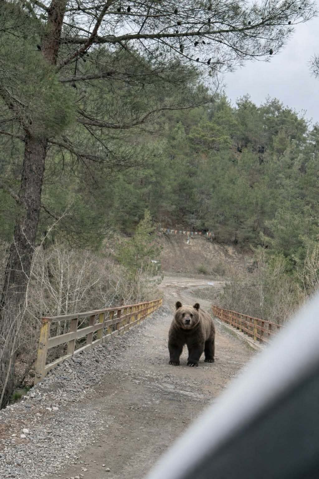 Kastamonu’da Ayılar Uyanmaya Başladı