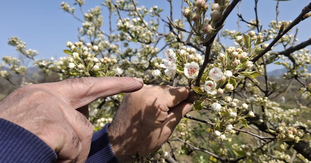 Kastamonu'da Bahçelerde Don Kontrolü Yapıldı 12