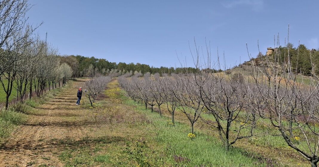Kastamonu'da Bahçelerde Don Kontrolü Yapıldı 4