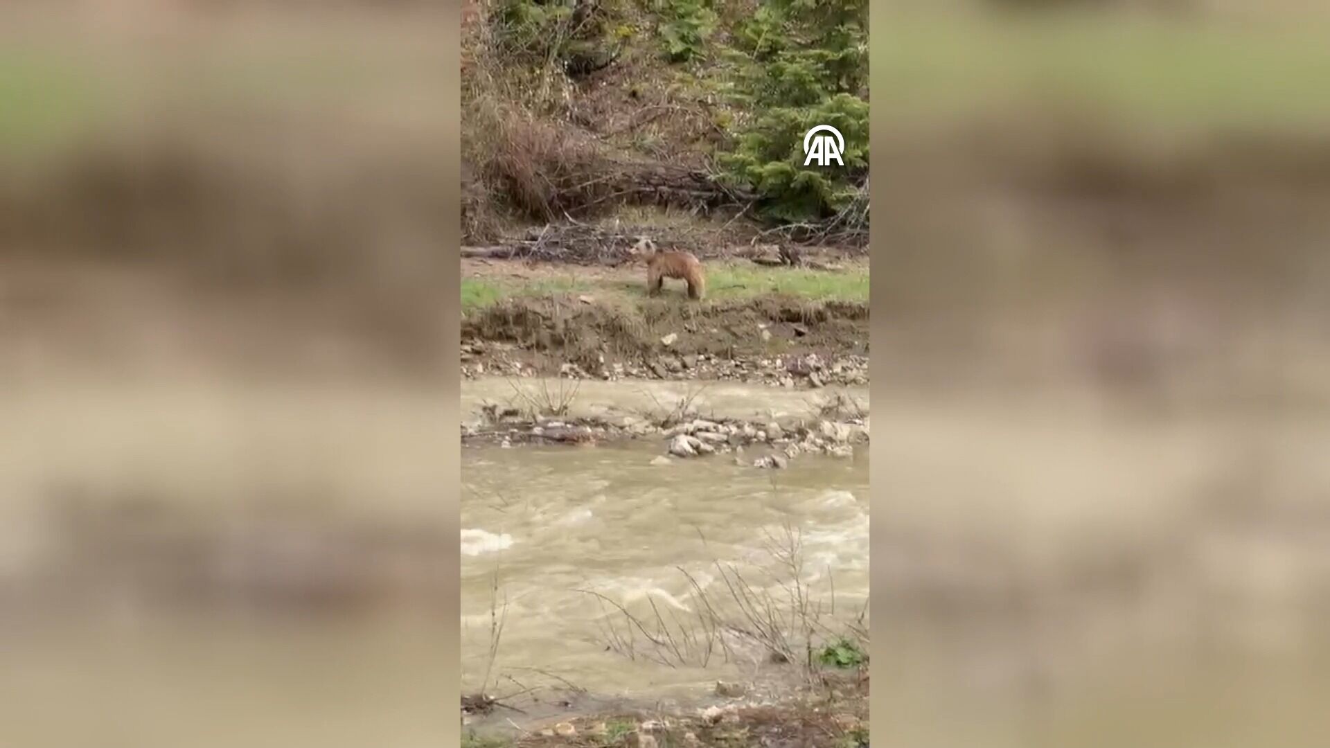 Kastamonu'da Dere Kenarına Inen Ayı Görüntülendi 12