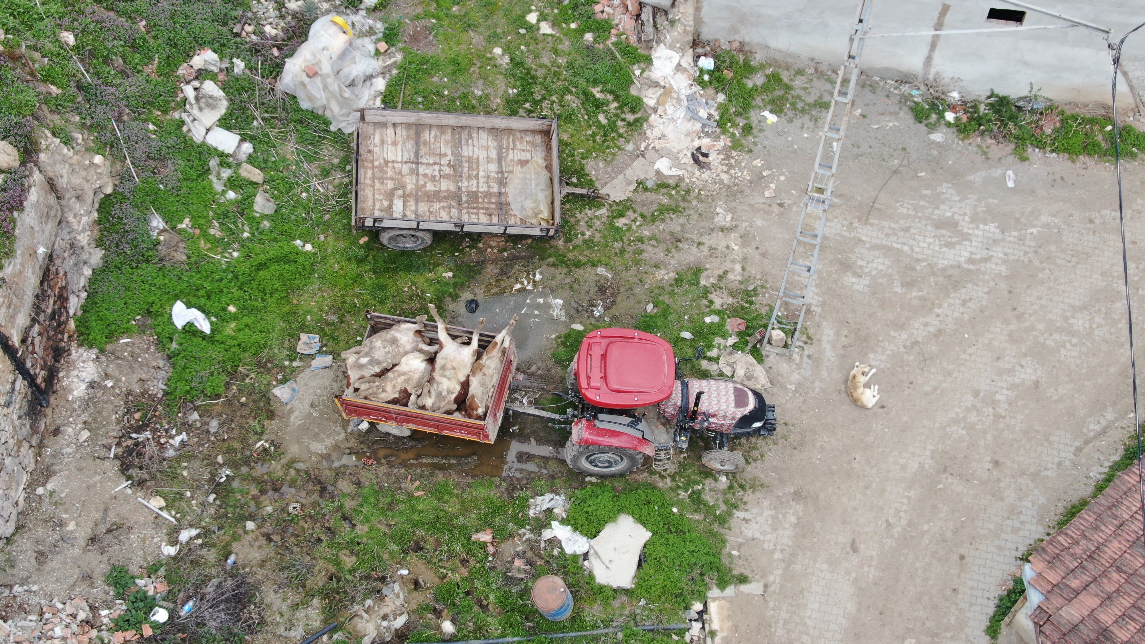 Kastamonu'da Feci Olay! Çıkan Fırtınada Ahır Çöktü Hayvanlar Telef Oldu! (Detaylar) 22