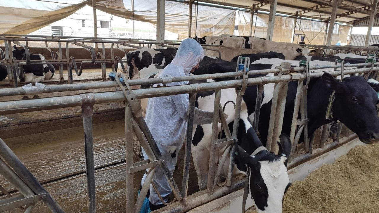 Kastamonu’da Hayvancılığa Güçlü Destek 823 Bin Doz Aşı, 209 Milyon Tl Ödeme (1)