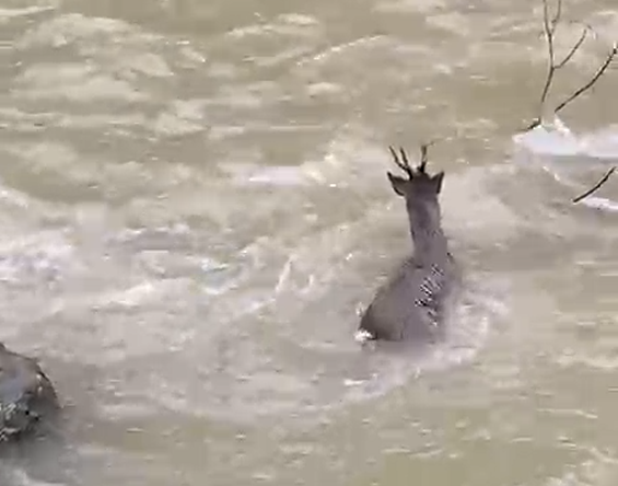 Kastamonu'da Karacanın Zorlu Geçişi Kamerada