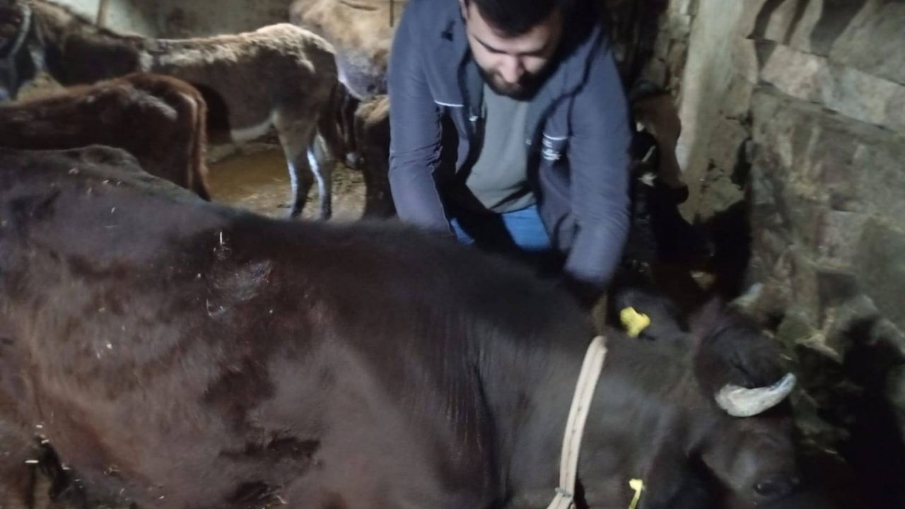 Kastamonu’da Köy Köy Şap Aşısı Uygulaması Sürüyor (1)