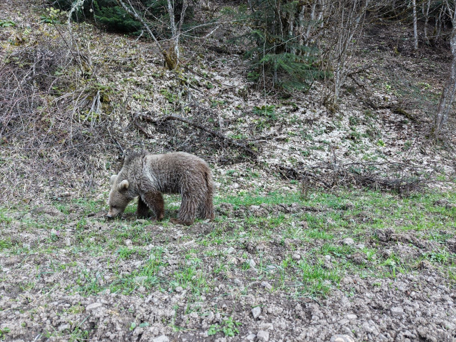 Kastamonu'da Ormanda Beslenen Ayılar Görüntülendi 12