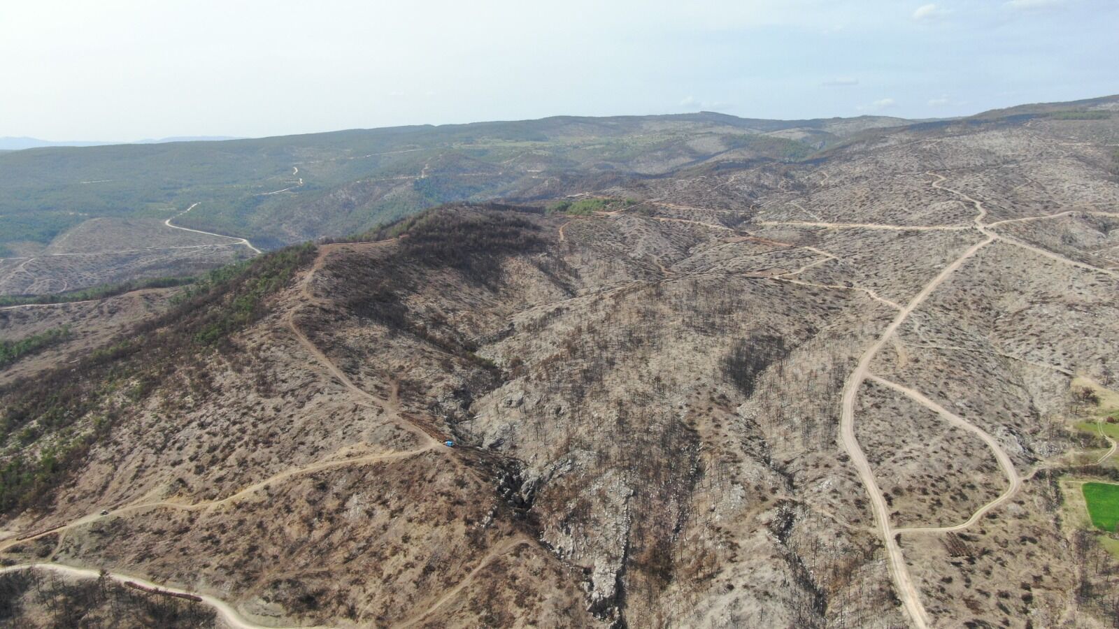 Kastamonu'da Yanan Ormanlarda Mantar Bolluğu Gelir Kapısı Oldu! 12