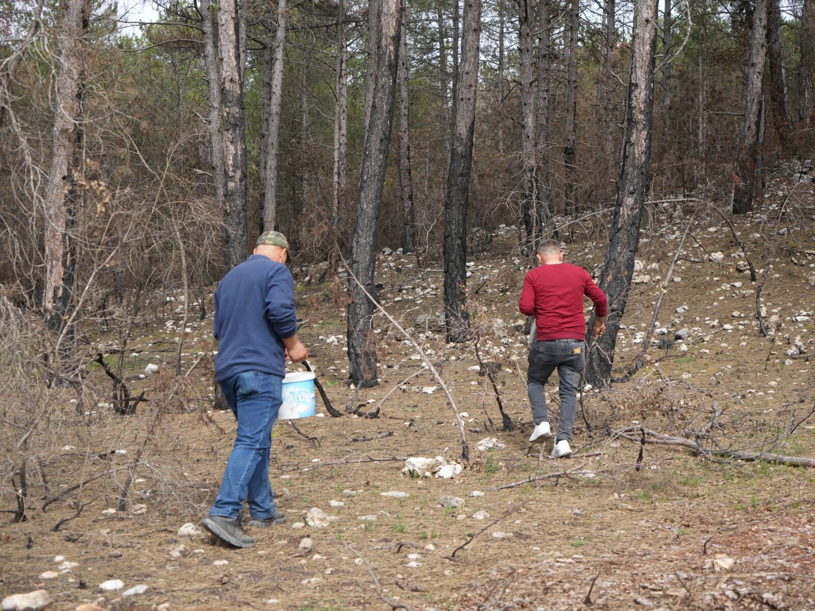 Kastamonu'da Yanan Ormanlarda Mantar Bolluğu Gelir Kapısı Oldu! 22